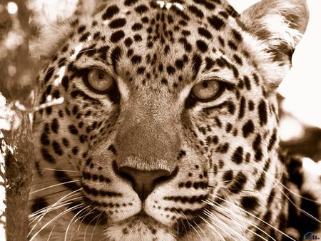 Leopard face - face, leopard, animal, feline, mammal