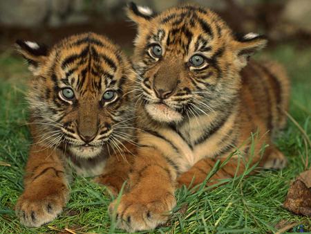 Tiger cubs resting