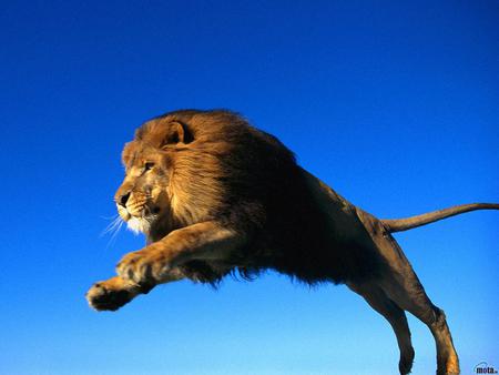 Jumping lion - jump, lion, mammal, wild, wildlife