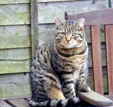 Sir Sonata - tabby, fence, brown, cat, bench, garden