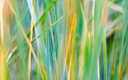 Grass - a, grass, nature, z