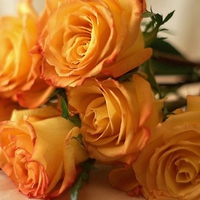 Beautiful roses