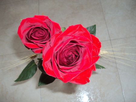 roses for my friend moonlitnirmal - beautiful, red, still life, roses