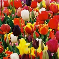 Colourful tulips