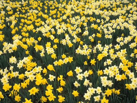 daffodils - beautiful, field, yellow, daffodils, nature