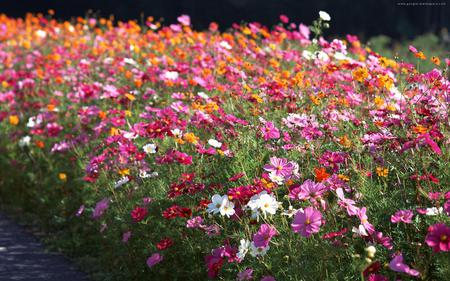 wild flowers - red, pink, beautiful, flowers, white, field, image, wild, nature