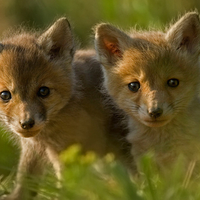 The little red foxes