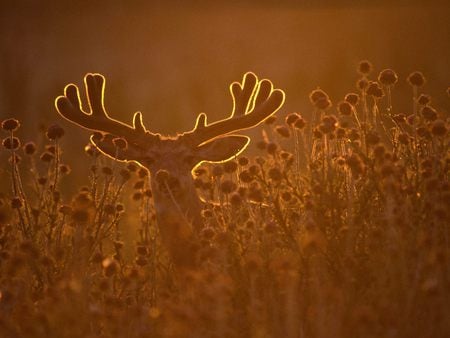 Deer - a, animal, deer, light