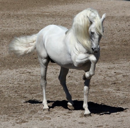 Performance - horses, white, andalusian, spanish