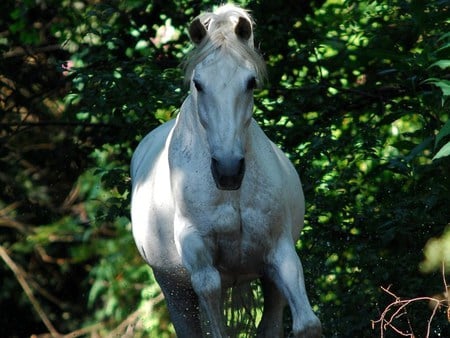 Heading Down - horses, andalusian, spanish, grey