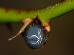 Reflection in a drop