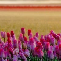 PINK TULIPS