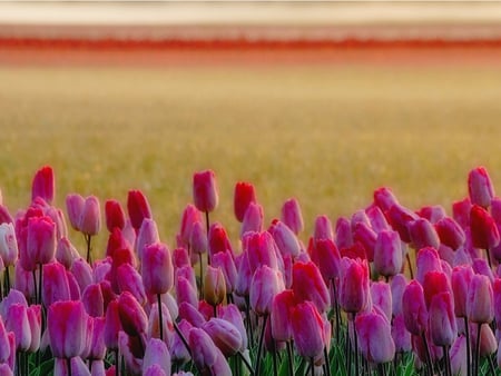 PINK TULIPS - field, garden, pink, tulips