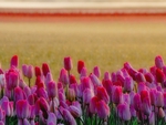 PINK TULIPS