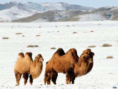 Camels - snow, camel, animal, mountain