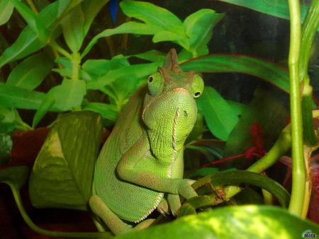 Sweet green chameleon