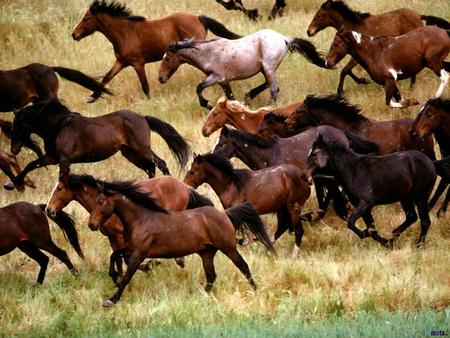 Horses - nature, horse, animal, grass, run