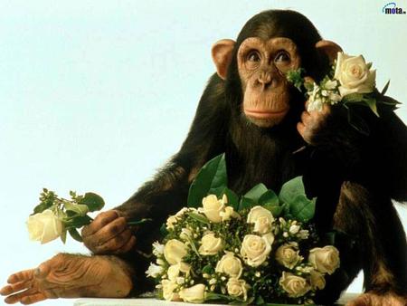 Monkey with rose bouquet