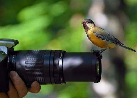 Close shot - bird, animal, hand, camera, picture, fingers, nice, lens