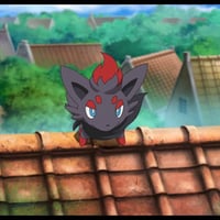 zorua