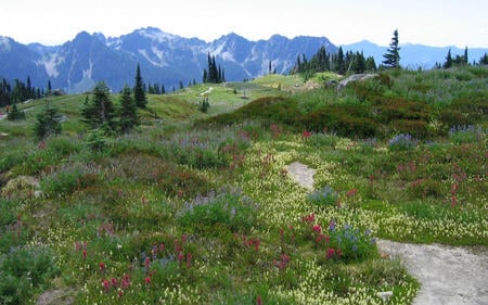 Mountains Spring - wild flowers, fullcolors, beautiful, field, mountains, pine trees, spring