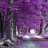 the purple forest