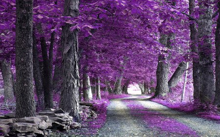 the purple forest - trees, forest, purple, leaves