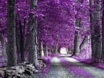 the purple forest