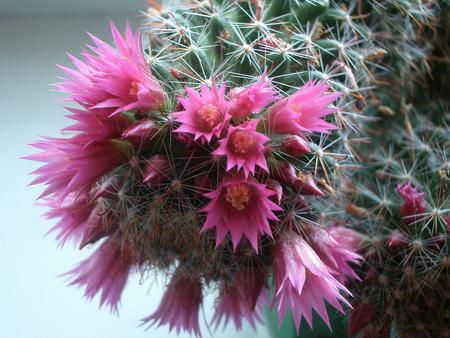 cactus flowers - pink, beautiful, flowers, cactus, nature