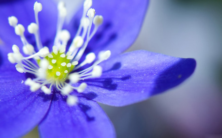 Blue Flower - nature, blue, digital, flower, art