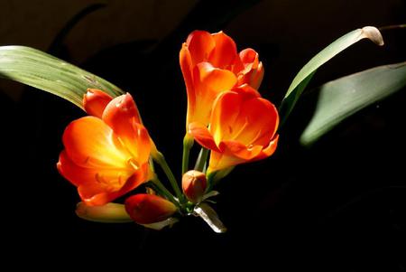 Flower - nature, yellow, light, orange, leaves, flower