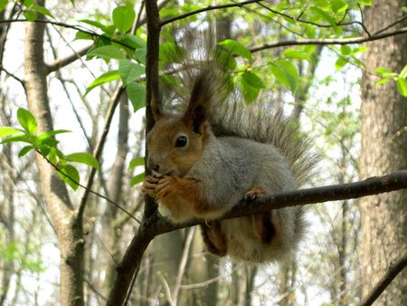 wood meal - branch, wood, eating, meal, lovely, squirrel