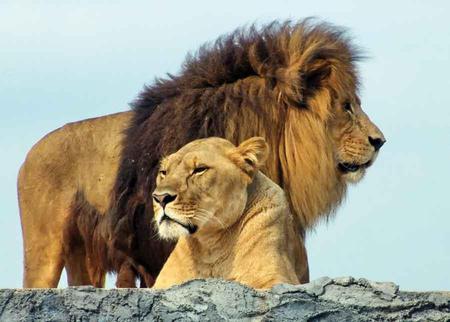 Leo and Lioness - animal, lions, sky, cats