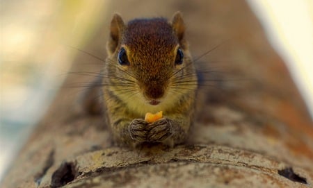 Closeup - tree trunk, log, tree, squirrel, cheese