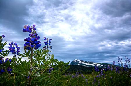 Flowers - flowers, sky, nature, mountain