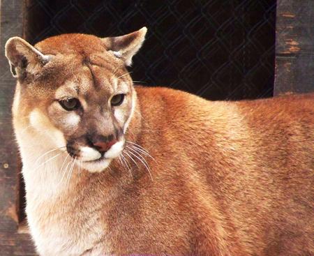 Mountain Lion - animal, stare, mountain lion, cat