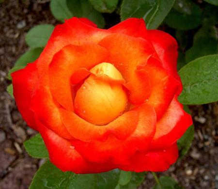 Rose - orange, flower, nature, rose