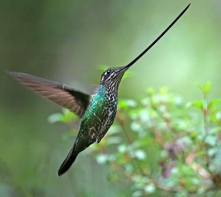 Hummingbird - animal, bird, flower, hummingbird