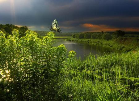 Sunset - nature, sky, lake, butterfly, sunset