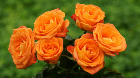 FOR CATHIB123 - gorheous, roses, petals, beautiful, orange, green, leaves