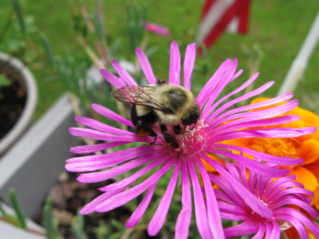 Mr. Bumble - warm, violet, buzzz, summer