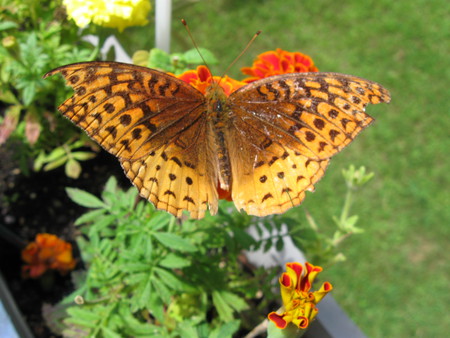 Pretty Buterfly - flowers, wings, ragged, fly