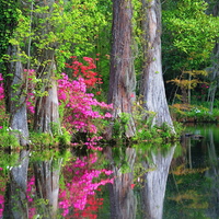 Magnolia river bank