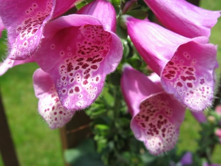 Foxglove