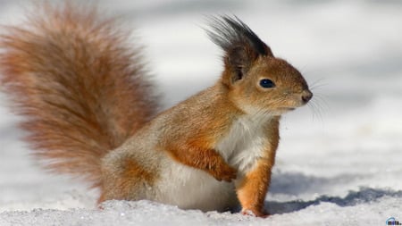 Squirrel - animal, nature, mammal, squirrel