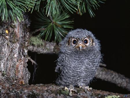 Owl - animal, owl, baby, bird