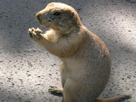 Sweet gopher - animal, nature, sweet, gopher