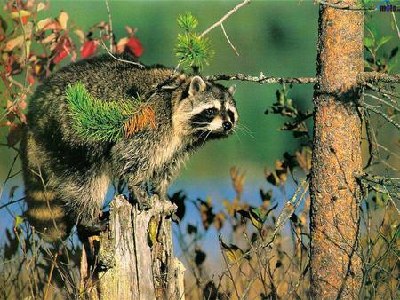 Raccoon - forest, animal, raccoon, nature, mammal