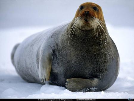 Seal - winter, animal, ocean, seal