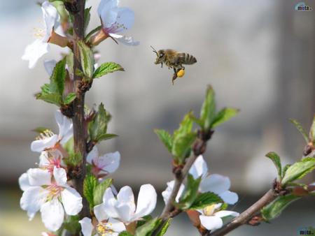 Bee - flower, bee, nature, insect